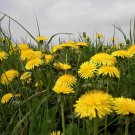 200 Seeds Dandelion Tortoise Wildflower Fresh Seeds