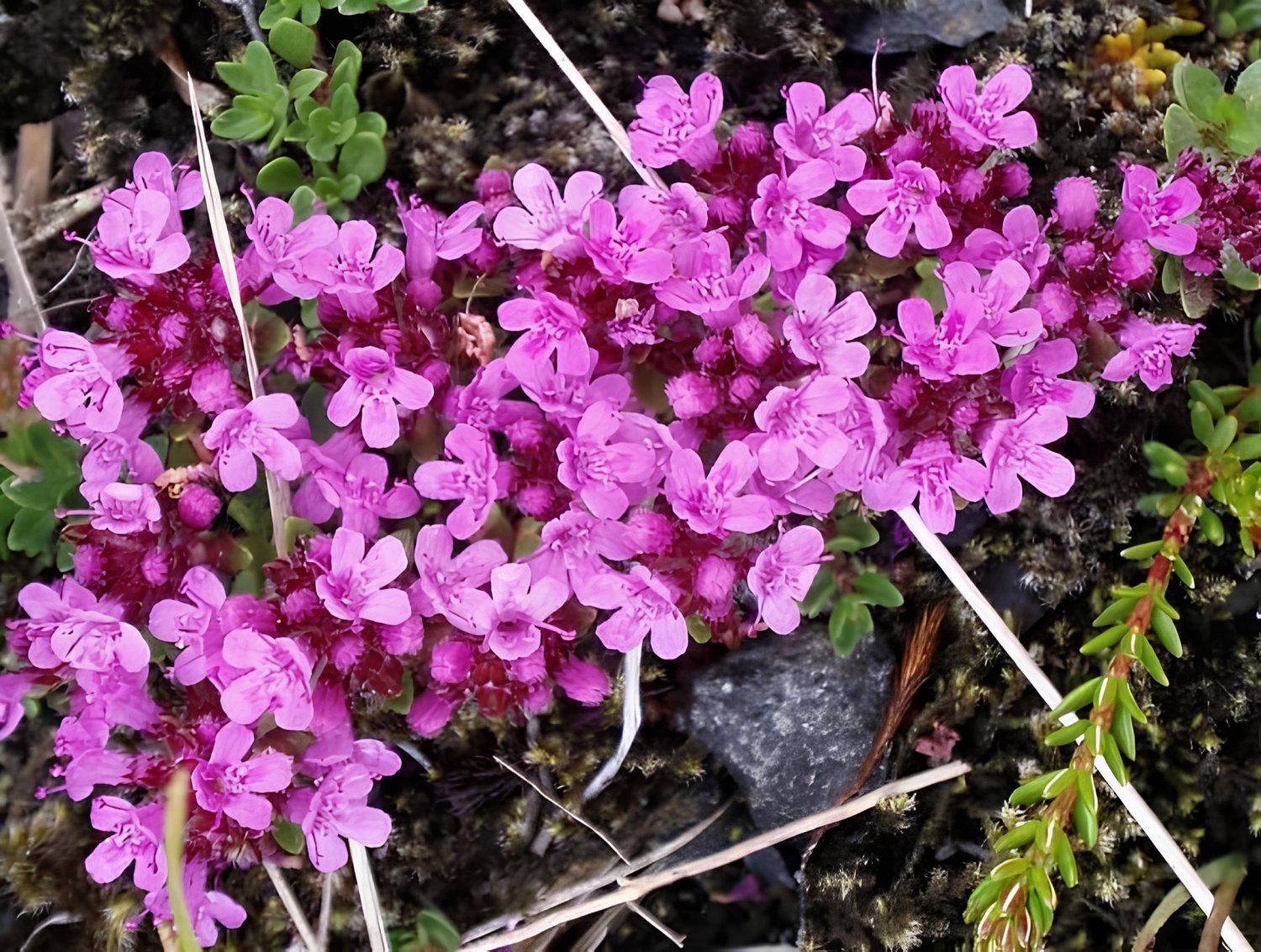 200 Seeds Rock Creeping Thyme Flores Mixed 9 Colors Fresh Seeds
