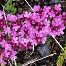 200 Seeds Rock Creeping Thyme Flores Mixed 9 Colors Fresh Seeds
