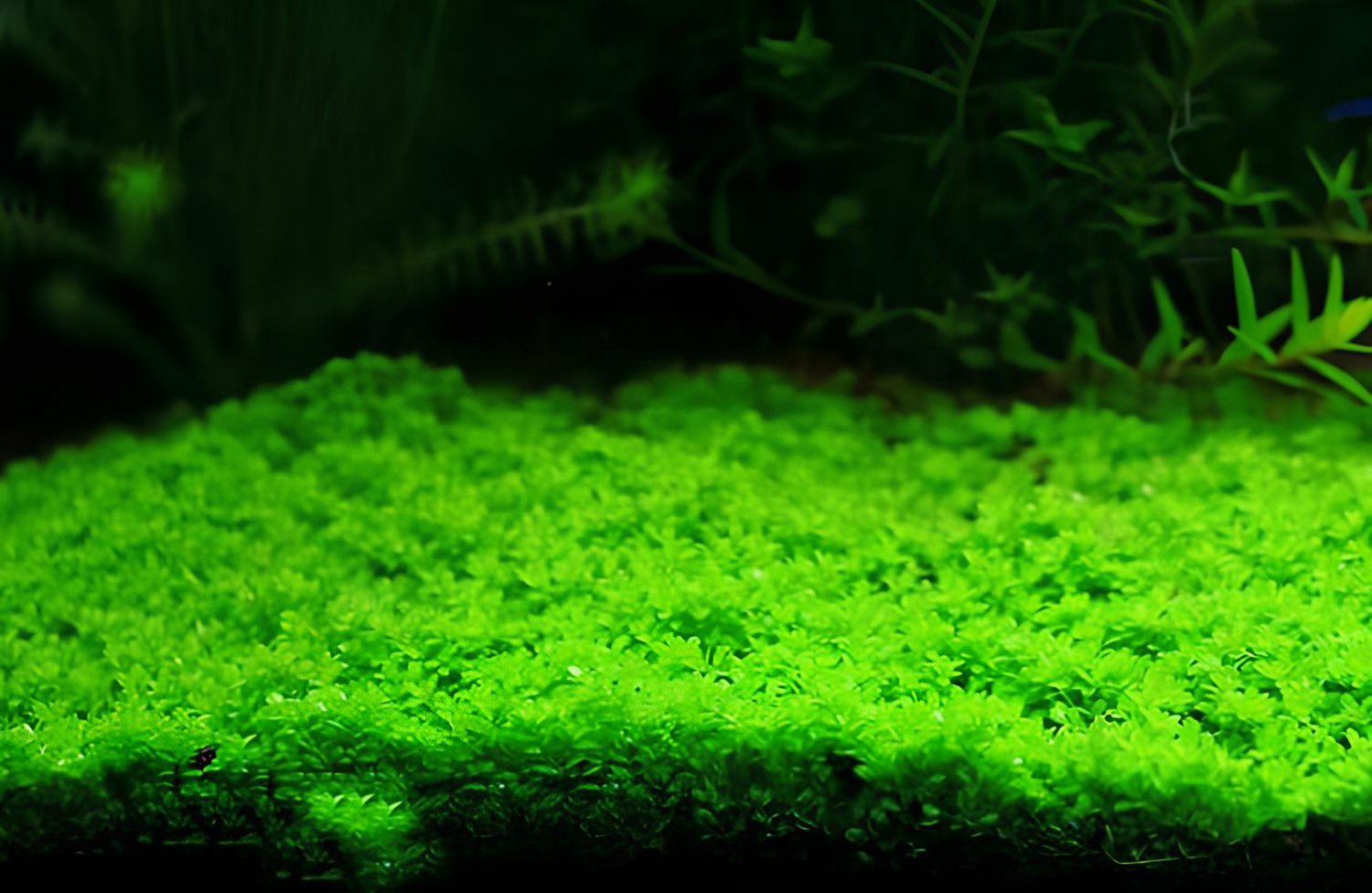2000 Seeds Aquarium Grass Fresh Seeds