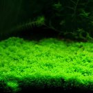 2000 Seeds Aquarium Grass Fresh Seeds