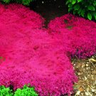 1000 Seeds Creeping Thyme Bonsai or Blue Rock CRESS Plant Ground Cover Flower Fresh Seeds