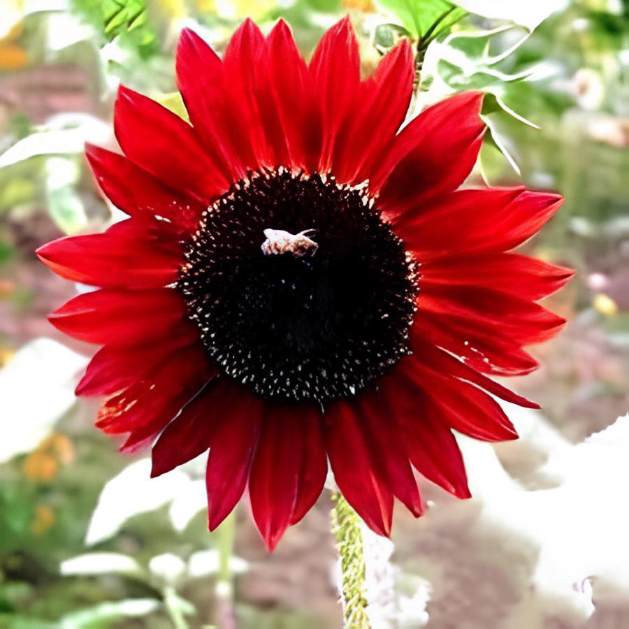 30 Seeds Middle-sized Red Fortune Sunflower Bonsai Fresh Seeds