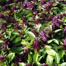 40 Seeds Heirloom Thai Siam Queen Basil Fresh Seeds