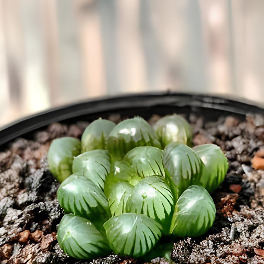 10 Seeds Haworthia var. pilifera Hybrid Fresh Seeds