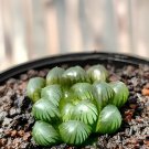 10 Seeds Haworthia var. pilifera Hybrid Fresh Seeds