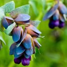 20 Seeds Blue Shrimp Plant Cerinthe Major showy Flowers Fresh Seeds