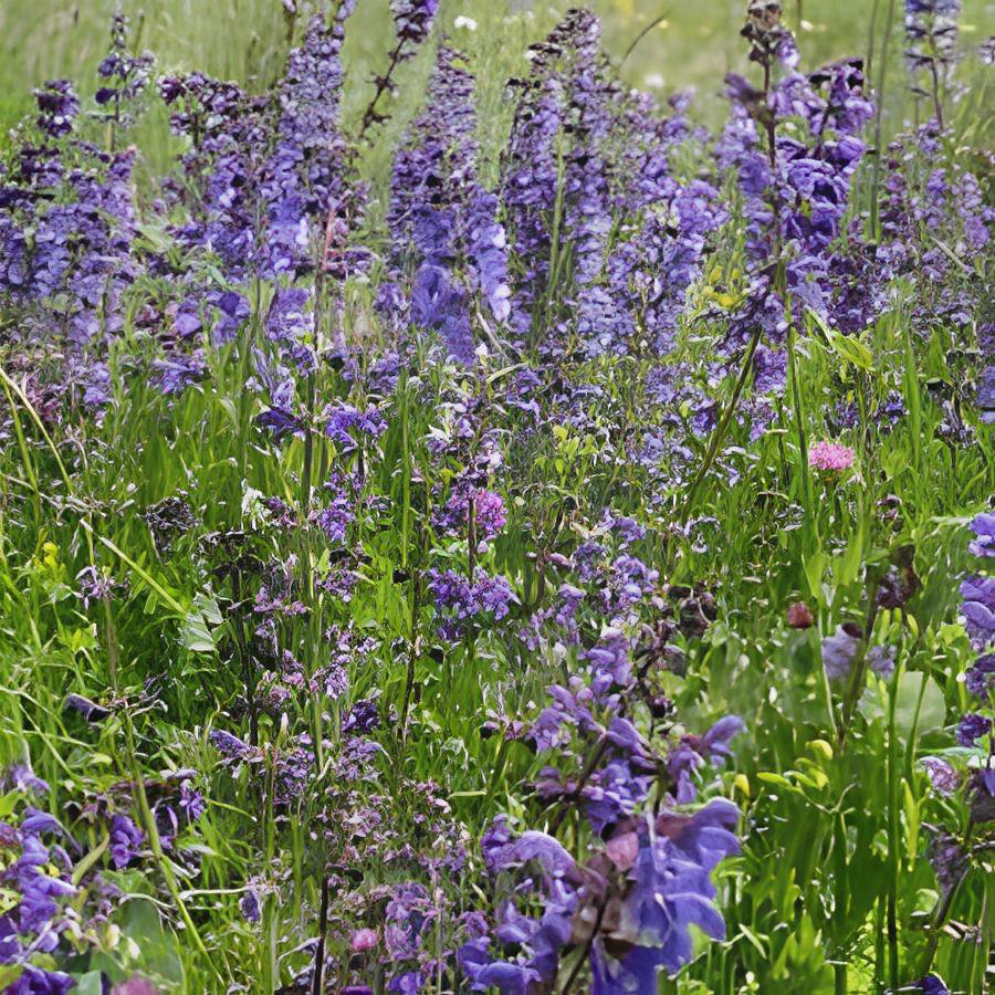 60 Seeds Clary Salvia Mixed (Red, Blue) Flower Fresh Seeds