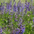 60 Seeds Clary Salvia Mixed (Red, Blue) Flower Fresh Seeds