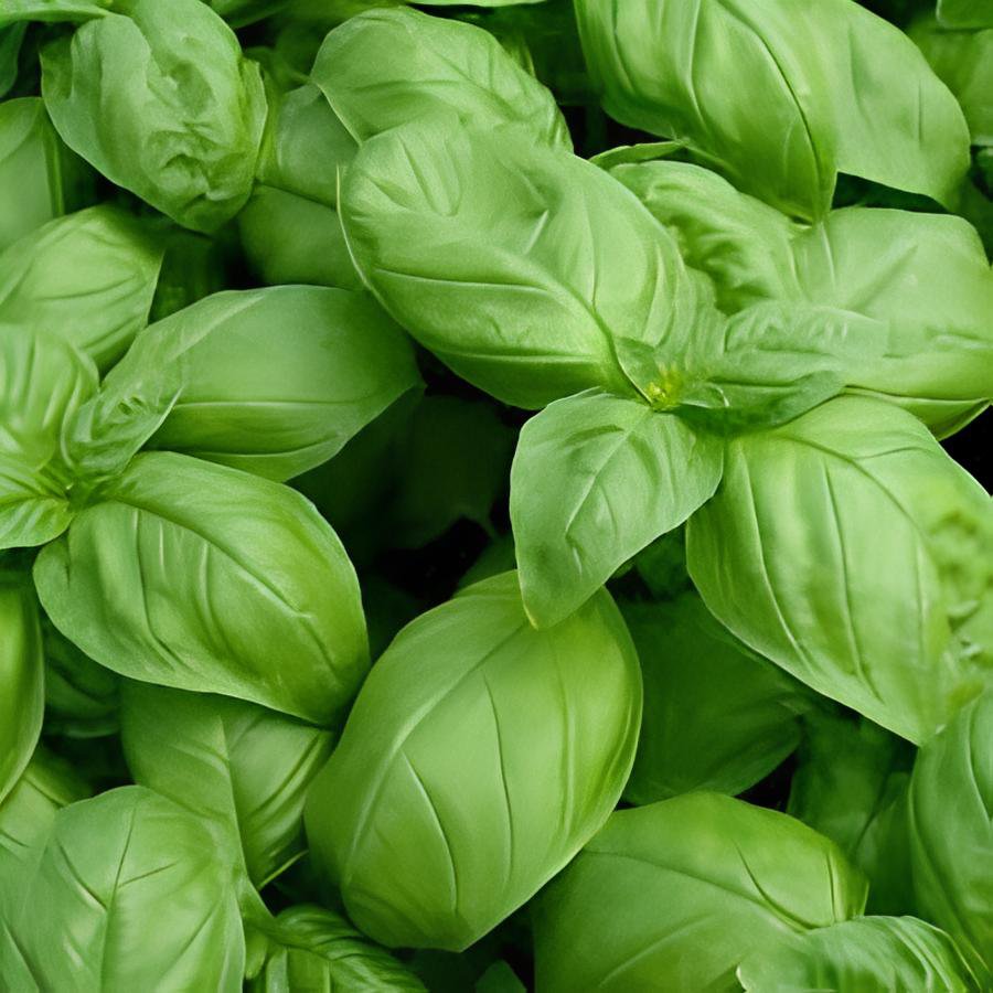 100 Seeds Heirloom Organic Large Leaf Sweet Basil Fresh Seeds