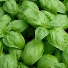 100 Seeds Heirloom Organic Large Leaf Sweet Basil Fresh Seeds