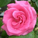 100 Seeds Heirloom Small Pink Rose Fragrant Flower Fresh Seeds