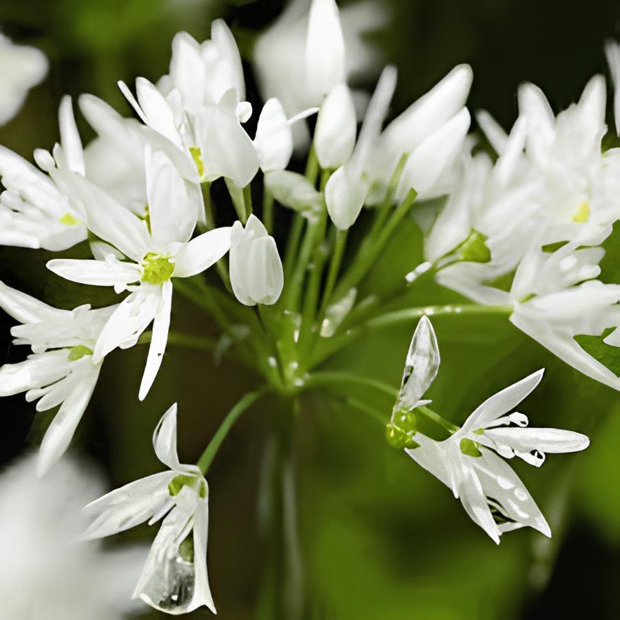 200 Seeds Wild Leek Seeds (Allium tricoccum) Perennial Vegetables Fresh Seeds