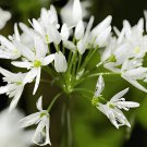 200 Seeds Wild Leek Seeds (Allium tricoccum) Perennial Vegetables Fresh Seeds