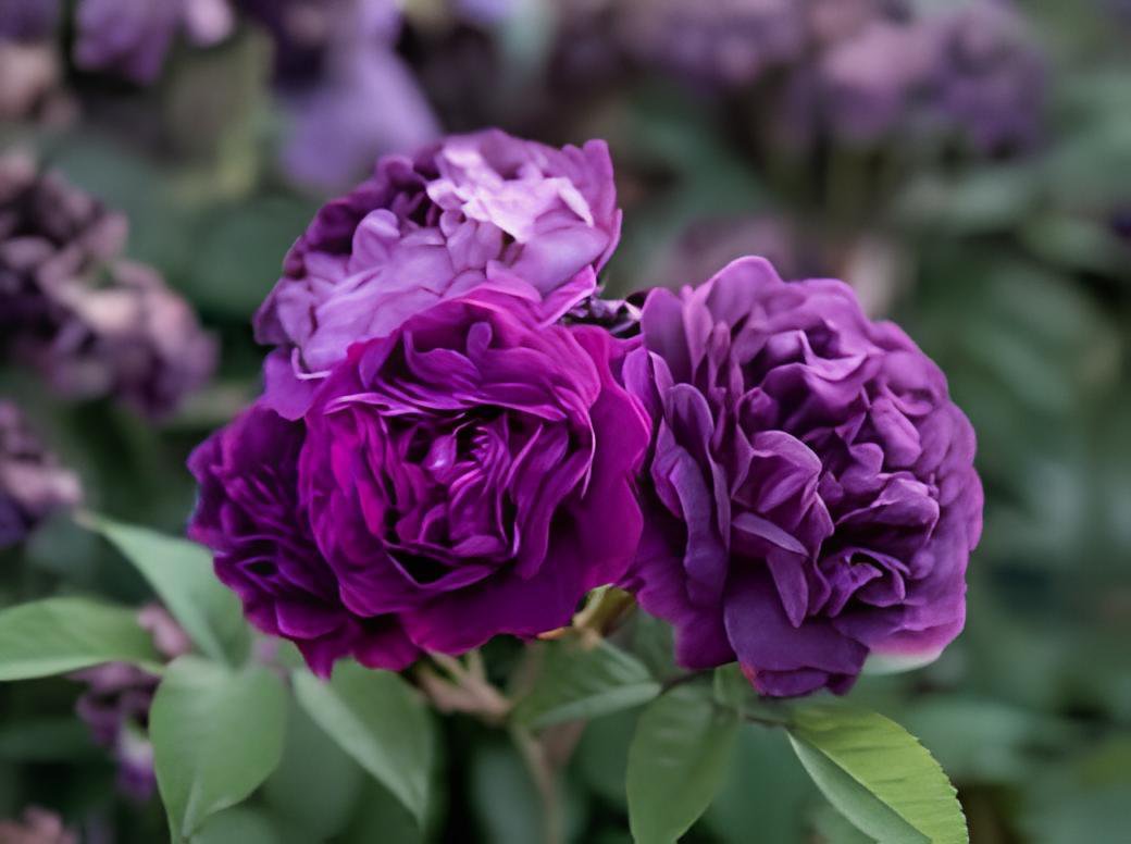 100 Seeds Qun feng' Light Purple Rose Tree Fresh Seeds