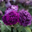 100 Seeds Qun feng' Light Purple Rose Tree Fresh Seeds