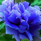 10 Seeds Paeonia Suffruticosa Fresh Seeds