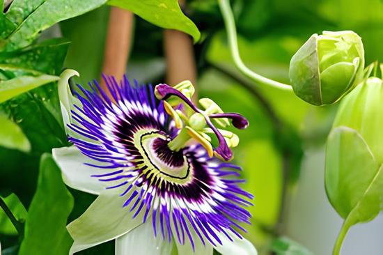 40 Seeds Rare Guangdong Purple Passion Flower 'Hankins' Organic Fresh Seeds
