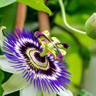 40 Seeds Rare Guangdong Purple Passion Flower 'Hankins' Organic Fresh Seeds
