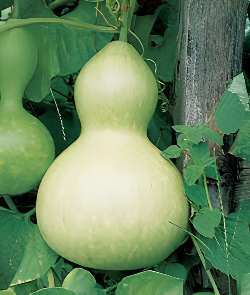 16 Seeds Winebibber' Large Spoon Bottle Gourd Edible Organic Vegetable Fresh Seeds