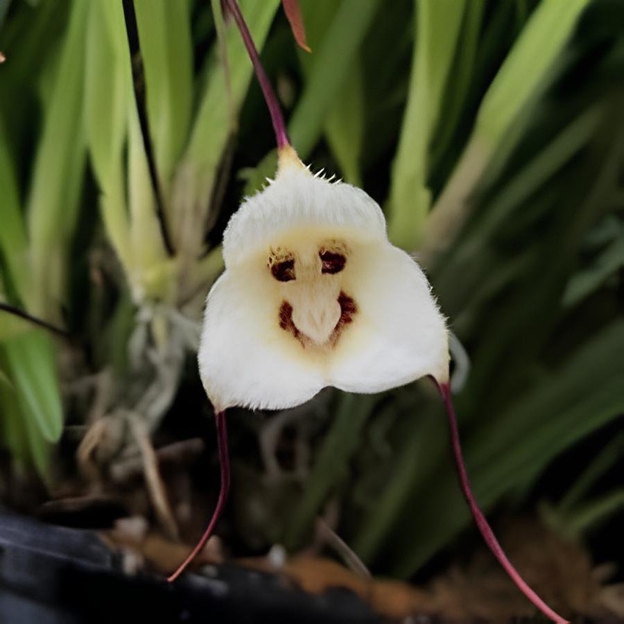 100 Seeds Dracula Trichroma The Three Colored Dracula Money Face Flower Rare Fresh Seeds
