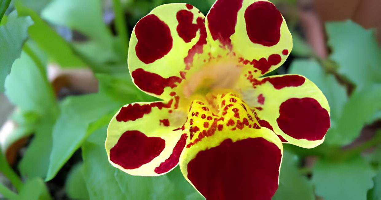 60 Seeds Rare Beautiful Colorful Monkey Face Flowers Fresh Seeds