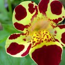 60 Seeds Rare Beautiful Colorful Monkey Face Flowers Fresh Seeds