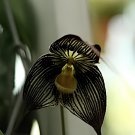 100 Seeds Dracula Vampira The Vampire-Like Dracula Monkey Flower Rare Fresh Seeds