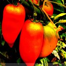 200 Seeds Opalka' Organic Polish Heirloom Tomato Fresh Seeds