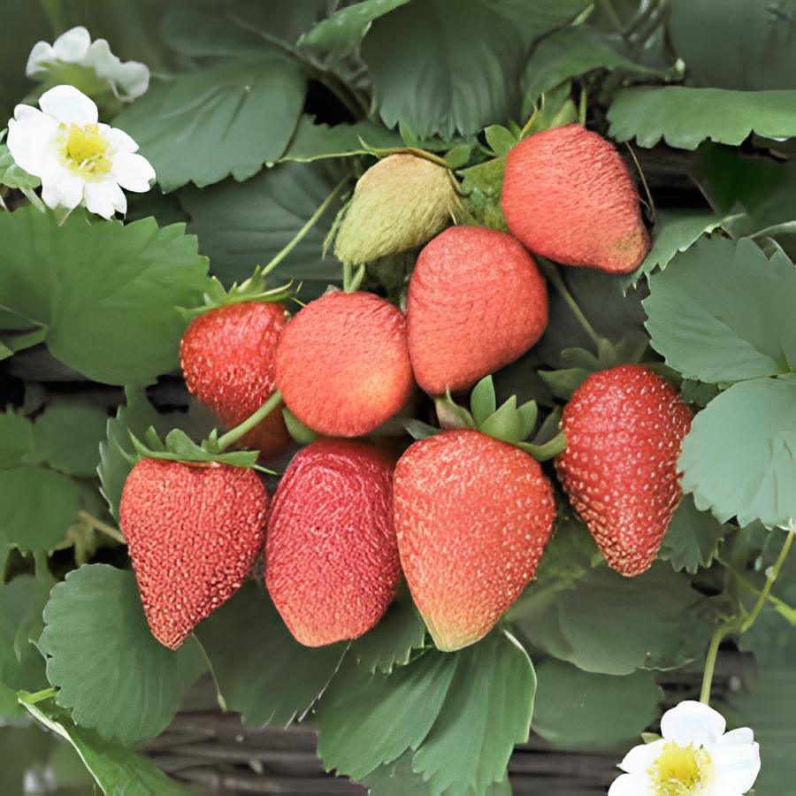 200 Seeds Loran F1 Strawberry Fresh Seeds