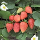 200 Seeds Loran F1 Strawberry Fresh Seeds