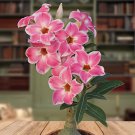 50 Seeds Adenium Dark Red Petals with Thin Whitish Pink Edge Flower Fresh Seeds