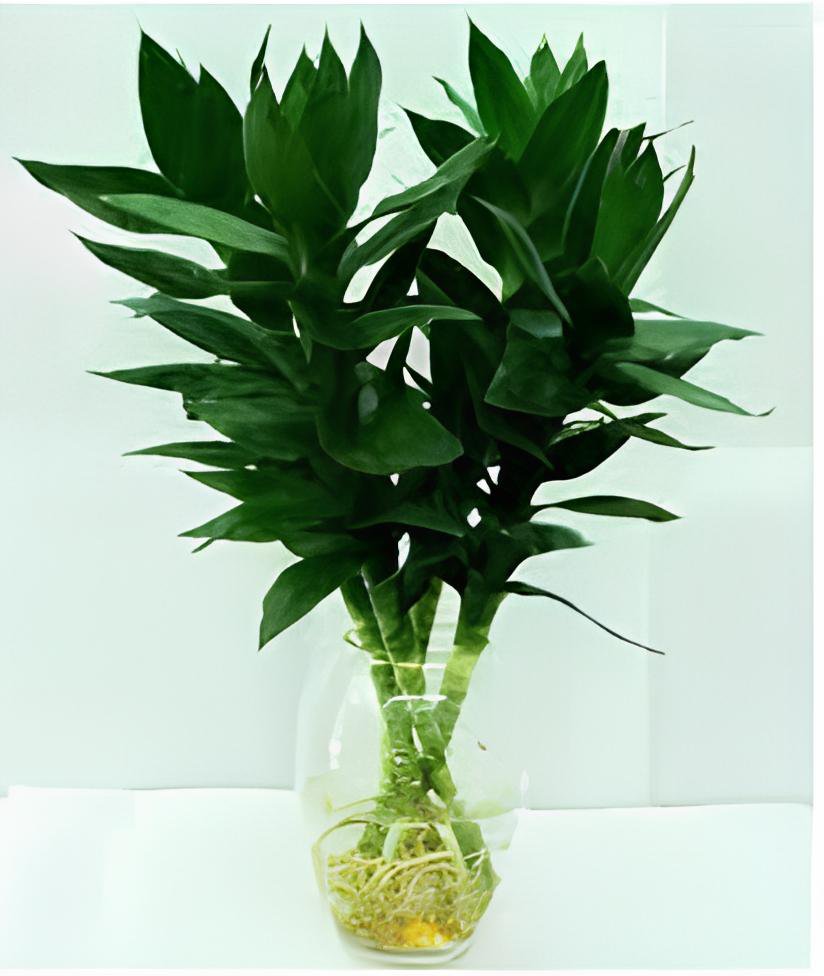 100 Seeds Lucky Bamboo Home Garden Fresh Seeds
