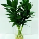 100 Seeds Lucky Bamboo Home Garden Fresh Seeds
