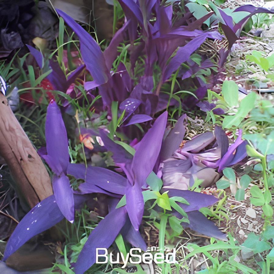 240 Seeds Purple Bamboo Foxtail Fresh Seeds