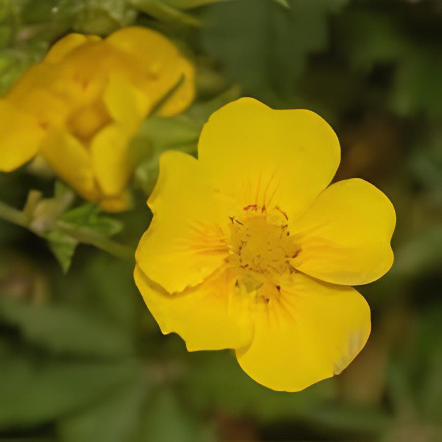 200 Seeds New Potentilla Fruticosa Fresh Seeds