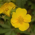200 Seeds New Potentilla Fruticosa Fresh Seeds