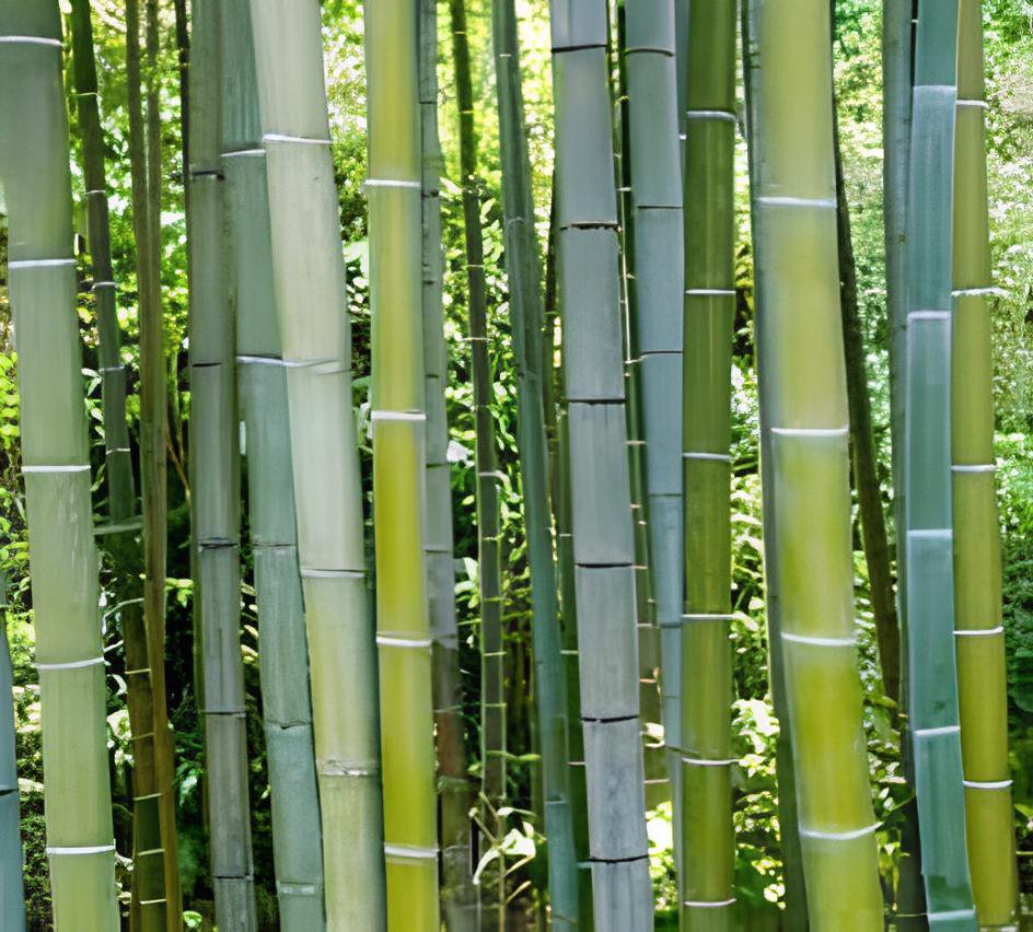 400 Seeds Huge Phyllostachys Pubescens Moso Bamboo Fresh Seeds
