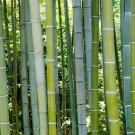 400 Seeds Huge Phyllostachys Pubescens Moso Bamboo Fresh Seeds