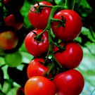 200 Seeds Solanum lycopersicum L. Tomato 'Shirley' F1 Hybrid Fresh Seeds