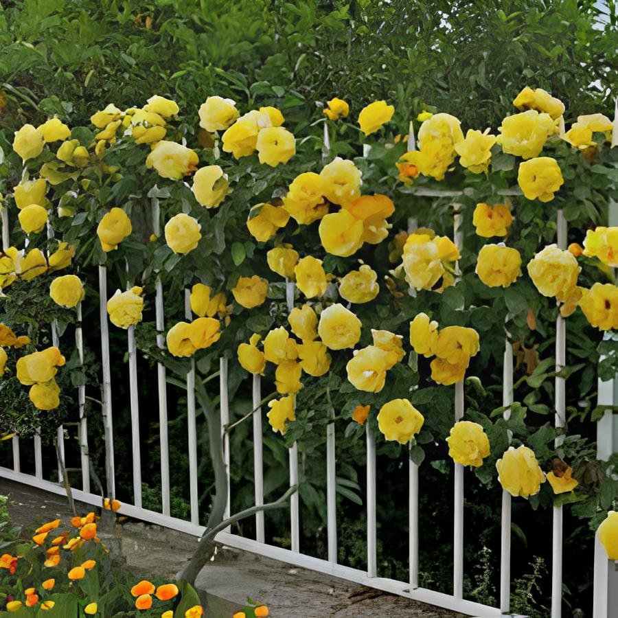 100 Seeds Rose Orangish Yellow Climbing Tree Plant Fresh Seeds
