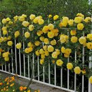 100 Seeds Rose Orangish Yellow Climbing Tree Plant Fresh Seeds