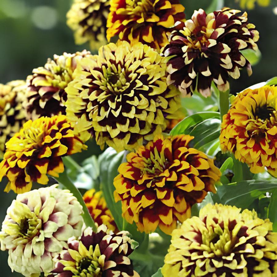 200 Seeds Zinnia Haageana Jazzy Mixed Flower Fresh Seeds