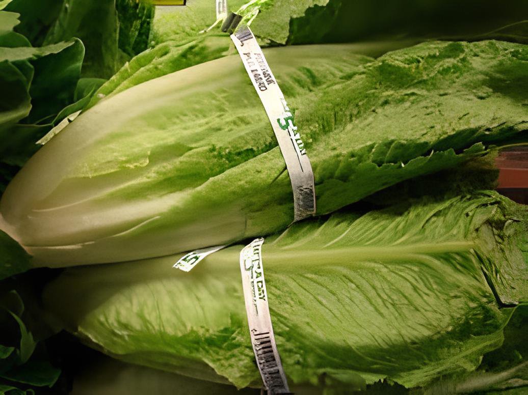 400 Seeds Romaine Lettuce (Lactuca L. var. longifolia) Vegetable Fresh Seeds