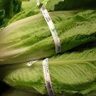 400 Seeds Romaine Lettuce (Lactuca L. var. longifolia) Vegetable Fresh Seeds
