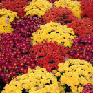 500 Seeds Dendranthema Grandiflorum Groud-cover Chrysanthemum Perennial Flower Fresh Seeds