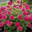 400 Seeds Echinacea 'Cranberry Cupcake' Red Bonsai Coneflowers Fresh Seeds