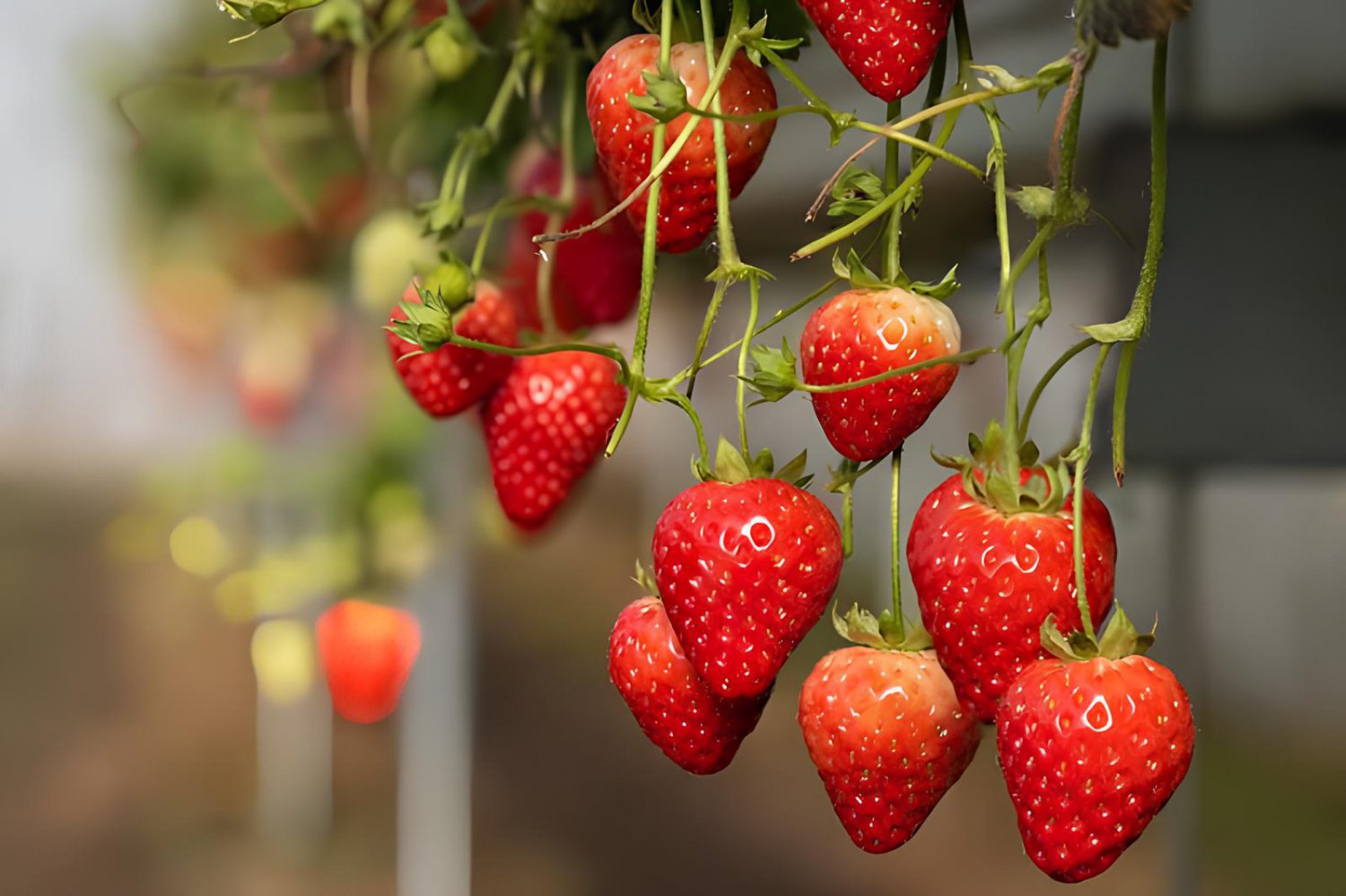 200 Seeds Mixed 9 Types of Rare Delicious Strawberry Fresh Seeds