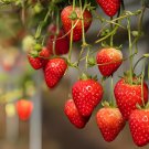 200 Seeds Mixed 9 Types of Rare Delicious Strawberry Fresh Seeds