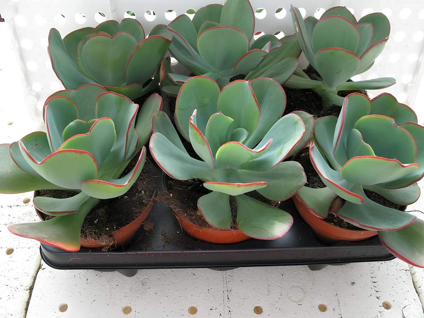 20 Seeds Giant Hens and Chicks Echeveria Gigantea Succulent Fresh Seeds